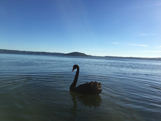 Lake Rotorua