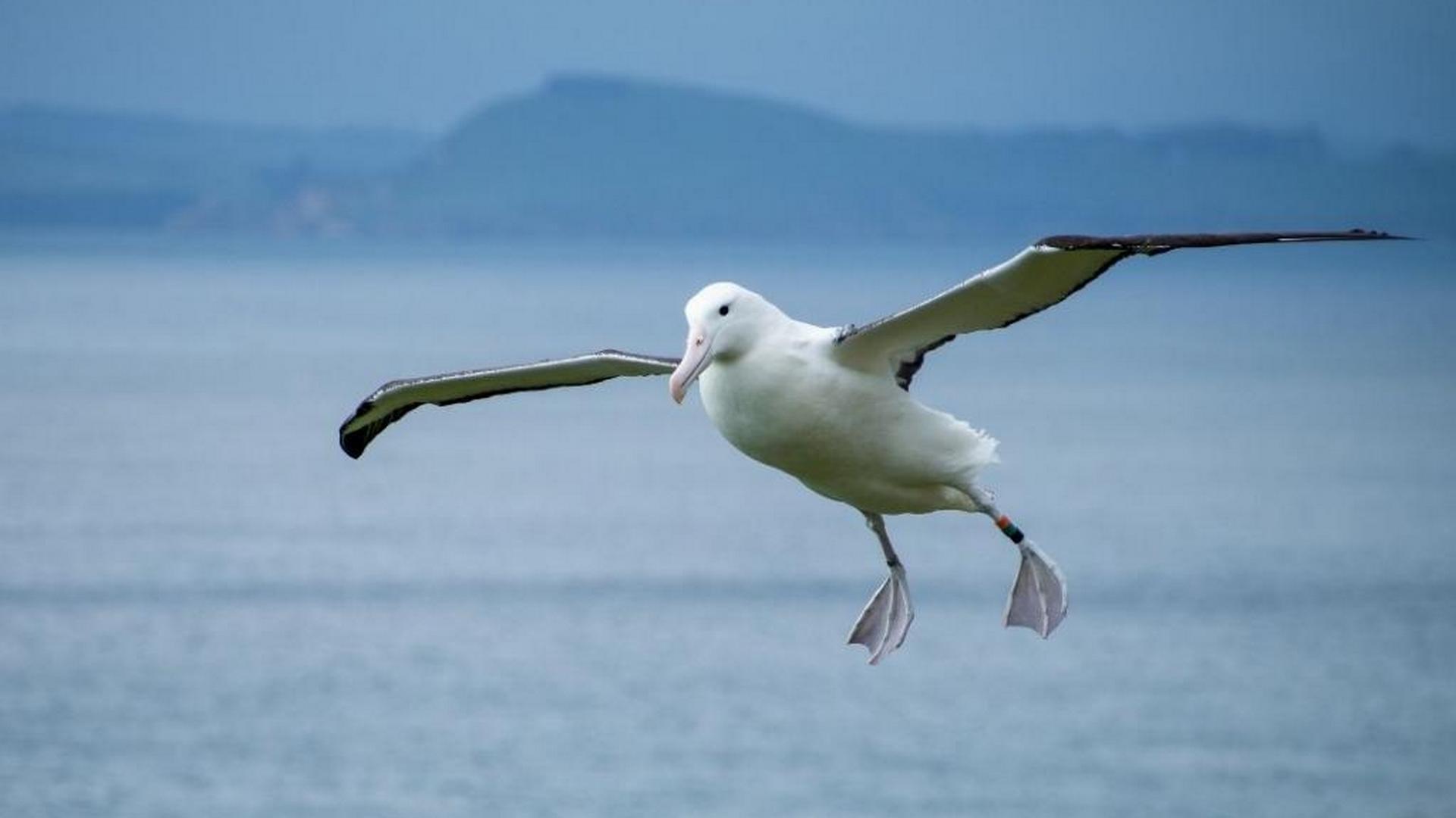 Dunedin Wildlife Guide - Top Spots and Best Place to Stay