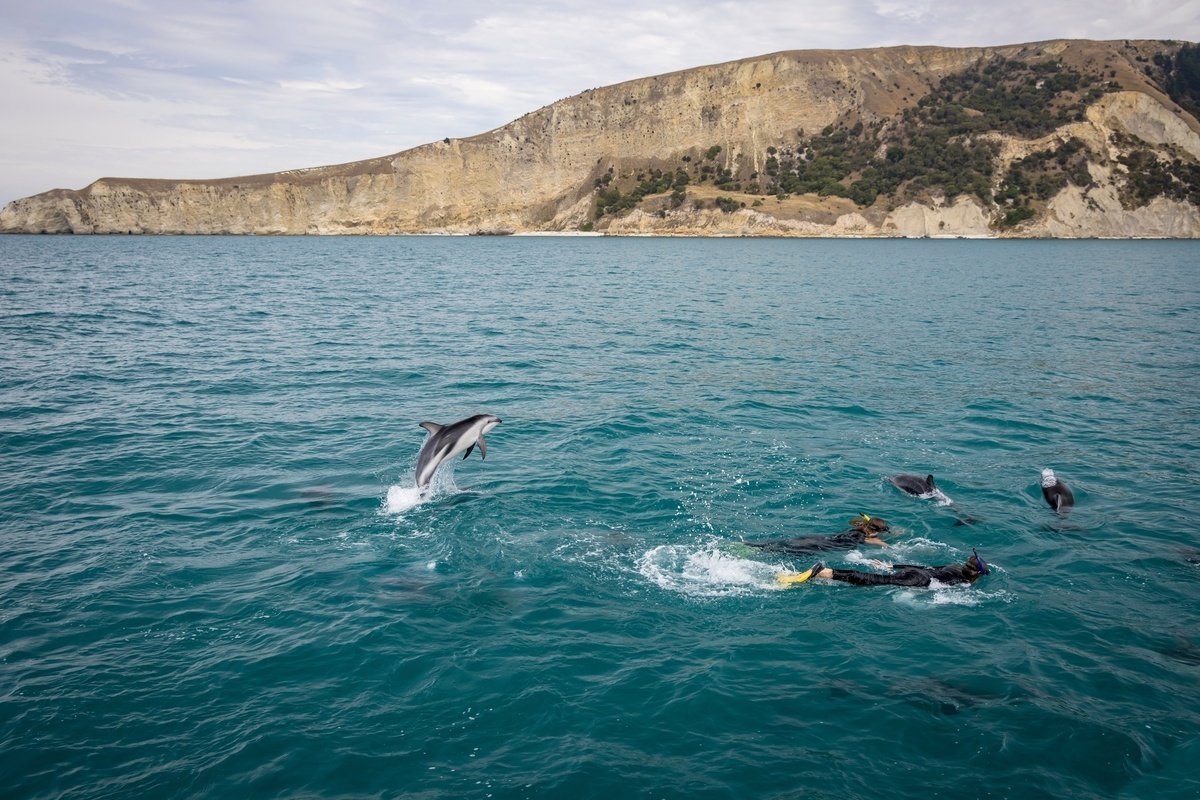 Kaikoura Whale Watching