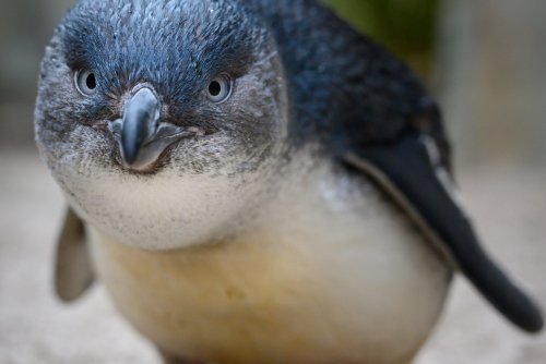 Penguin at National Aquarium of New Zealand