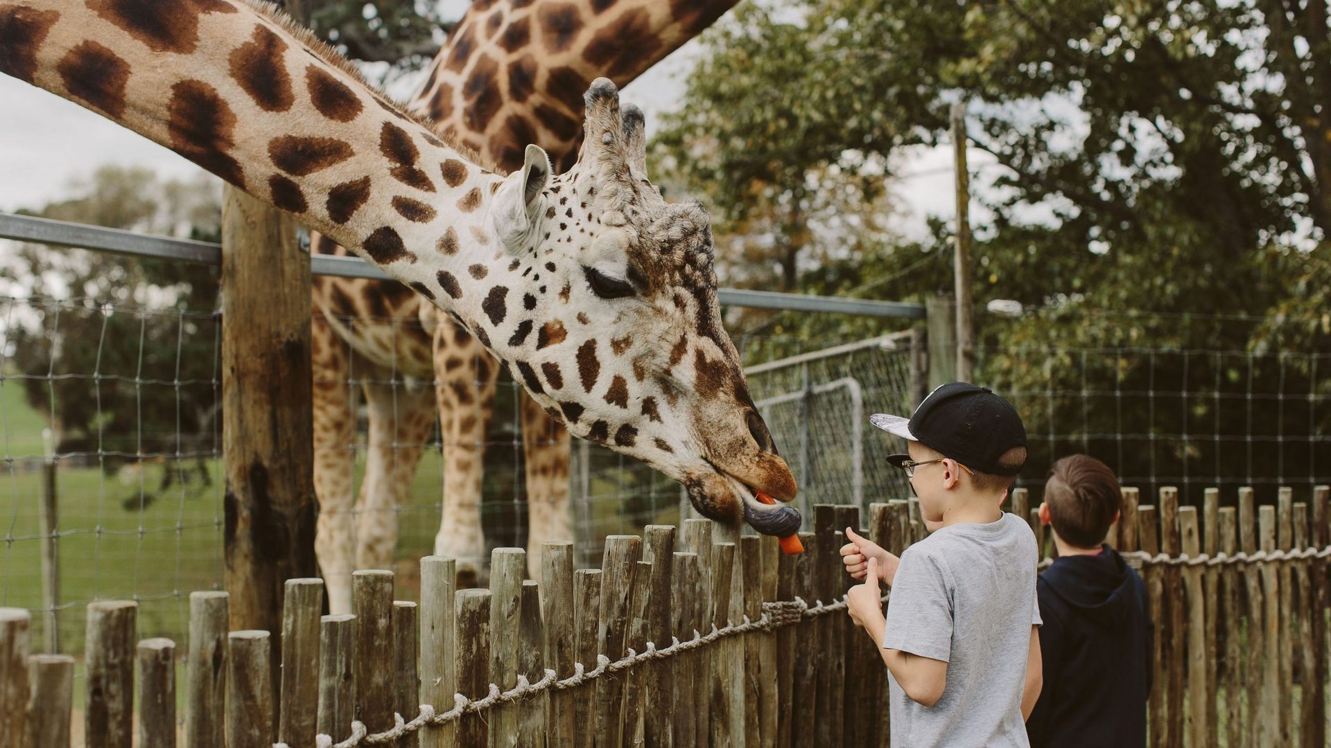 Hamilton Zoo