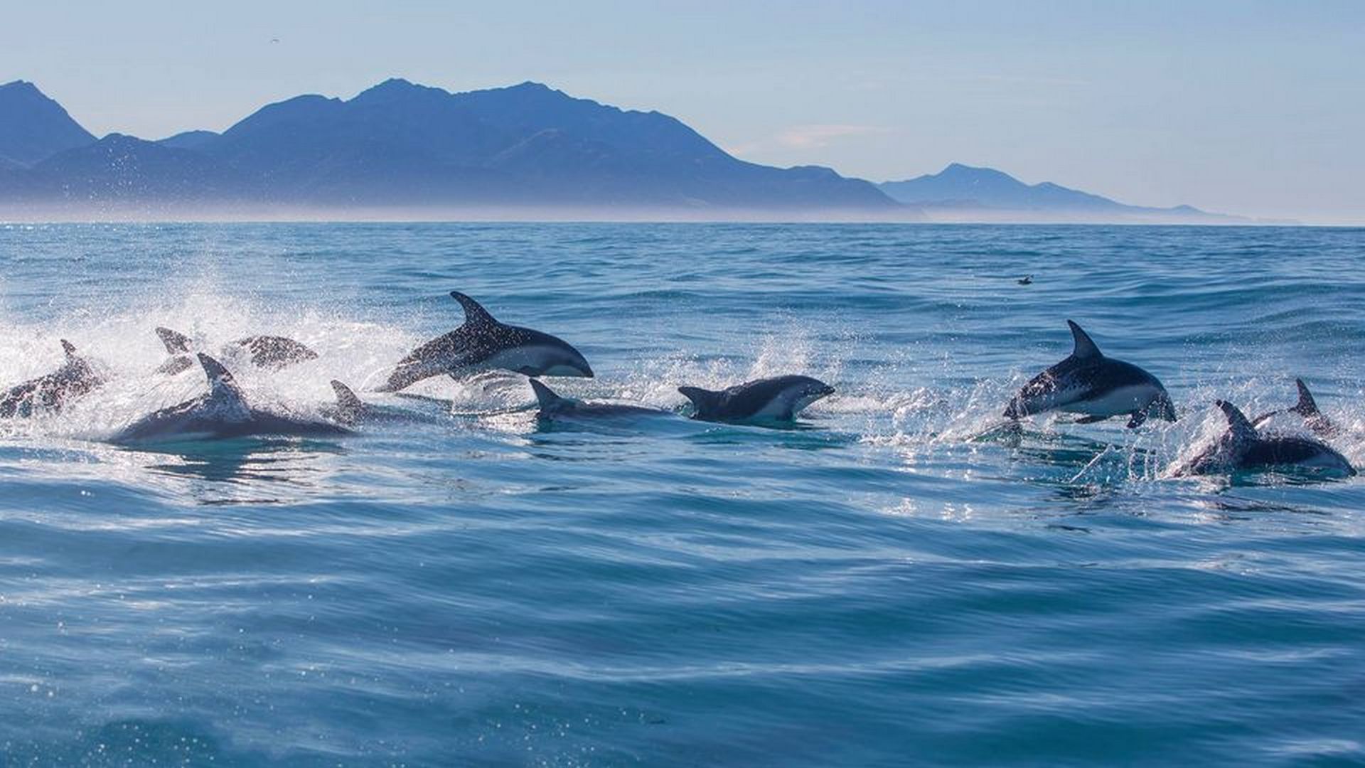 Dolphin Encounter