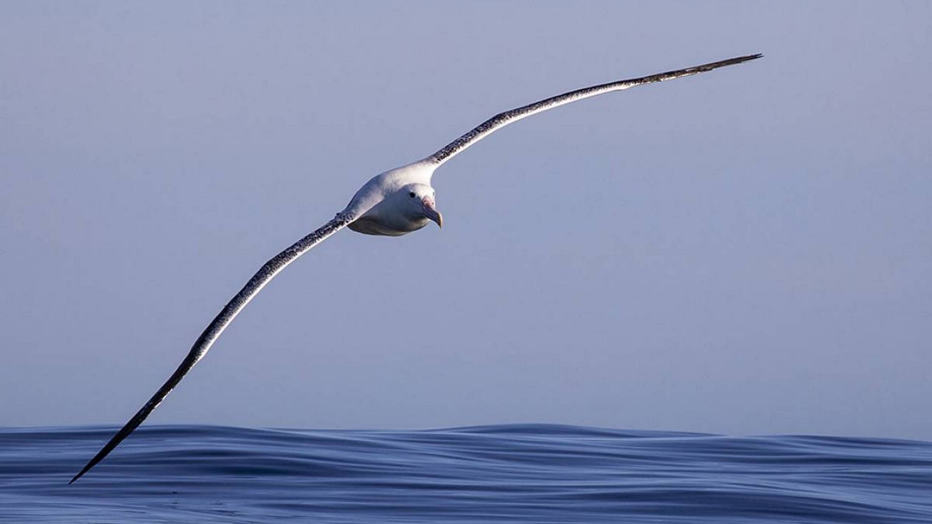 Albatross Encounter