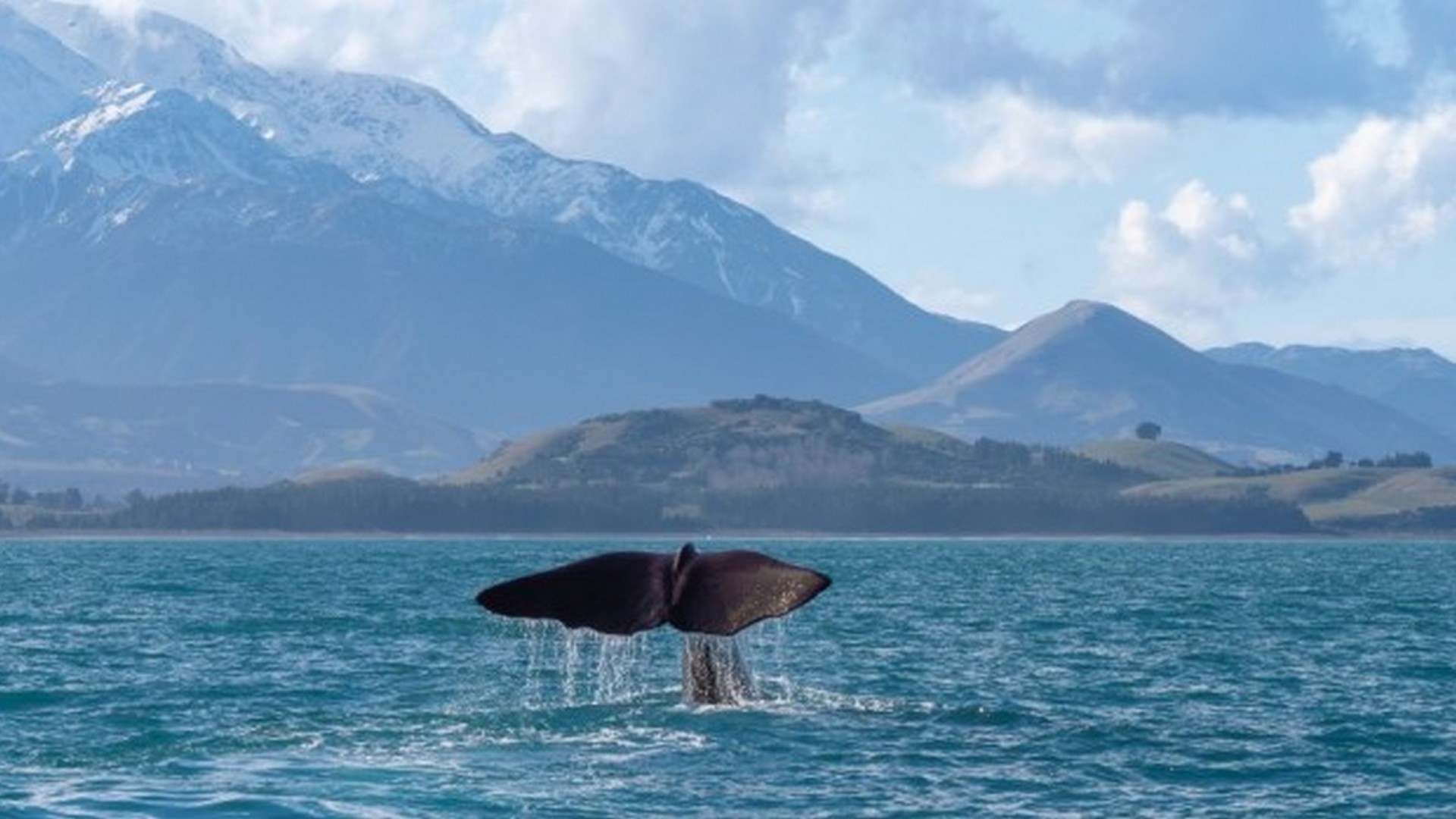 Kaikōura Whale Watch