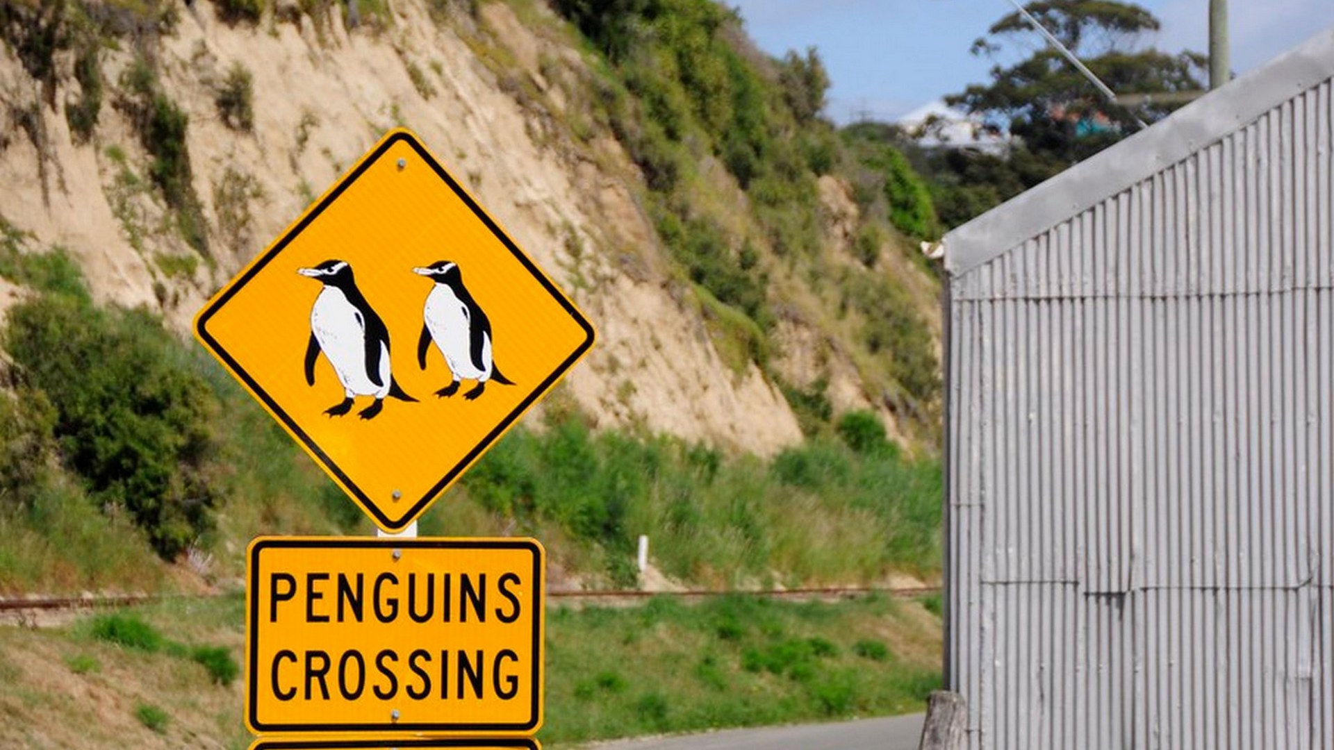 Blue Penguin Colony