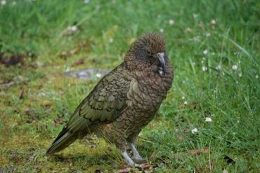 Kea