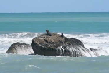 Seal colony